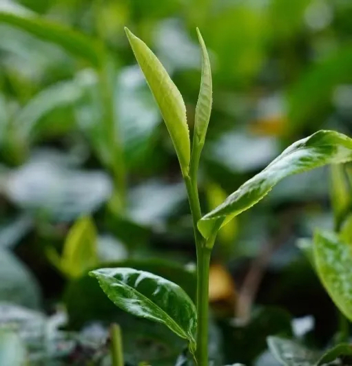 微信图片_20240719193858