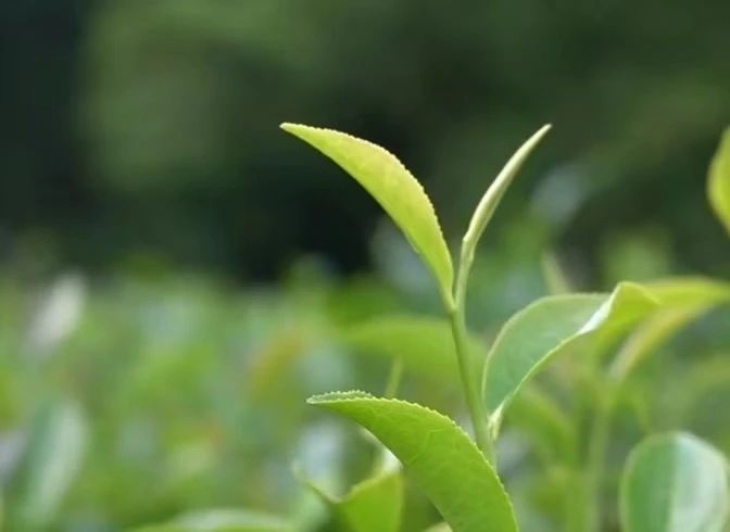 微信图片_20240719200408