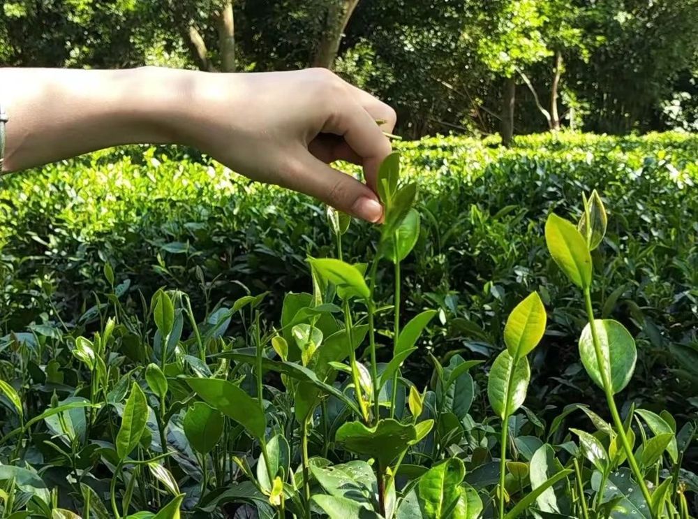 微信图片_20240719200412