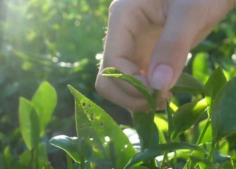 微信图片_20240719194517