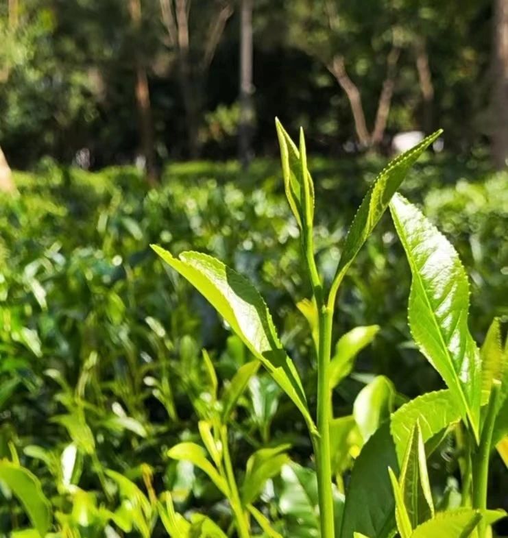 微信图片_20240719194521