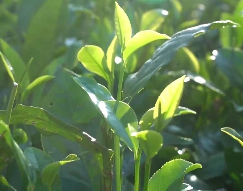 微信图片_20240724182418