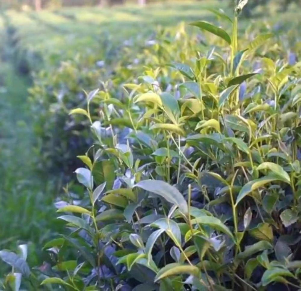 微信图片_20240724182433