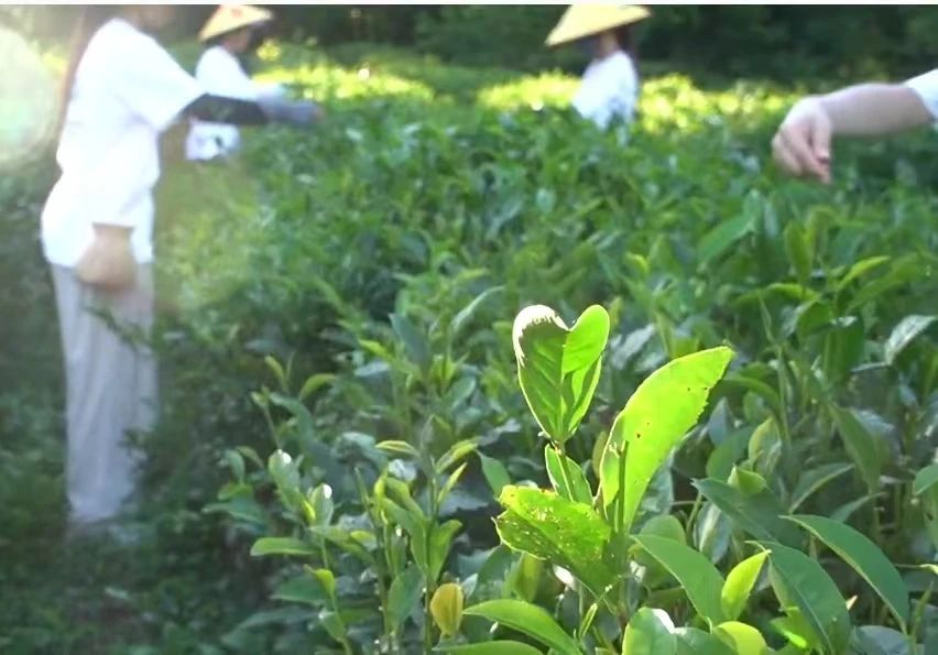 微信图片_20240724182430