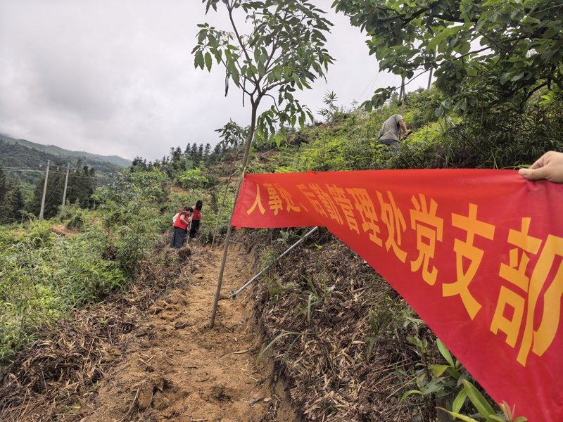 植树现场