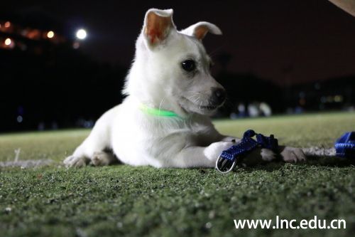 带荧光项圈的小狗也来凑热闹 摄影岭南新闻中心学生记者 张英杰